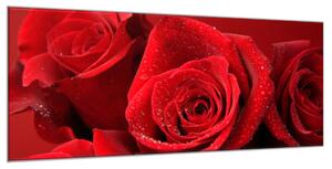 Obraz skleněný detaily květů červených růží - 50 x 70 cm