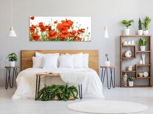 Obraz skleněný květy vlčí máky na bílém pozadí - 30 x 40 cm