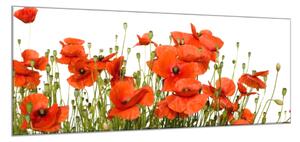 Obraz skleněný květy vlčí máky na bílém pozadí - 34 x 72 cm