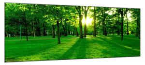 Obraz skleněný slunce prosvítá stromy v parku - 52 x 60 cm