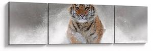 Obraz běžícího tygra ve sněhu (170x50 cm)