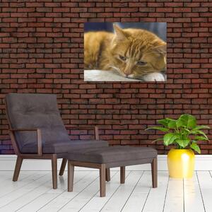Skleněný obraz kočky (70x50 cm)