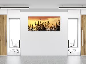 Obraz skleněný tráva v západu slunce - 50 x 70 cm