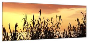Obraz skleněný tráva v západu slunce - 30 x 60 cm