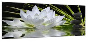 Obraz skleněný bílý květ leknínu na hladině - 30 x 60 cm