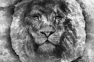 Tapeta tvář lva v černobílém provedení