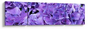 Obraz fialových květin (170x50 cm)