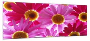 Obraz skleněný květy růžové a červené kopretiny - 50 x 70 cm