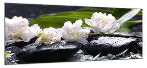 Obraz skleněný bílý květ na černém kameni Zen - 30 x 60 cm