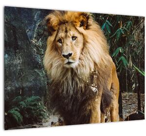 Skleněný obraz lva v přírodě (70x50 cm)