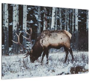 Skleněný obraz - jelen v zimě (70x50 cm)