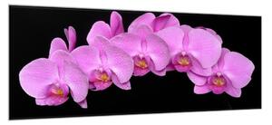 Obraz skleněný květy fialová orchidej na černém pozadí - 100 x 150 cm