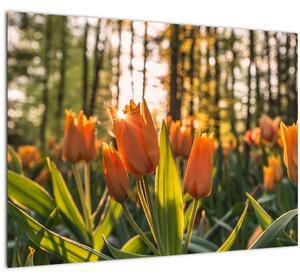 Skleněný obraz - květy tulipánů (70x50 cm)