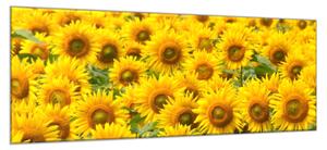Obraz skleněný pole květy slunečnic - 40 x 60 cm