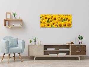Obraz skleněný pole květy slunečnic - 30 x 60 cm