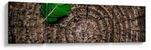 Obraz listu na kmeni stromu (170x50 cm)