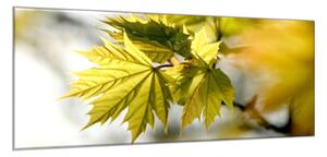 Obraz skleněný zelené javorové listí nad hladinou - 34 x 72 cm