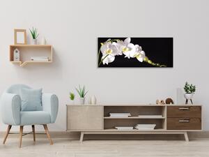 Obraz skleněný bílá orchidej na černém pozadí - 34 x 72 cm