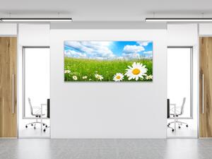 Obraz skleněný rozkvetlá letní louka a bílé kopretiny - 30 x 60 cm