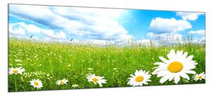 Obraz skleněný rozkvetlá letní louka a bílé kopretiny - 100 x 150 cm
