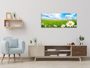 Obraz skleněný rozkvetlá letní louka a bílé kopretiny - 30 x 60 cm