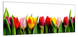 Obraz skleněný barevné tulipány - 50 x 70 cm