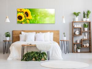 Obraz skleněný květy slunečnice na zeleném pozadí - 30 x 60 cm