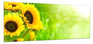 Obraz skleněný květy slunečnice na zeleném pozadí - 50 x 70 cm