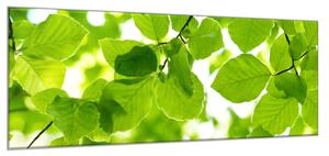 Obraz skleněný bukové listí - 70 x 100 cm