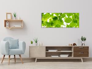 Obraz skleněný bukové listí - 30 x 60 cm