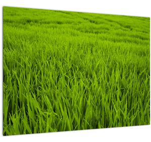 Skleněný obraz trávy (70x50 cm)