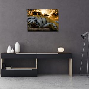Skleněný obraz spícího tygra (70x50 cm)