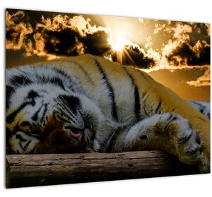 Skleněný obraz spícího tygra (70x50 cm)