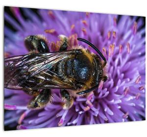 Skleněný obraz včely na květině (70x50 cm)