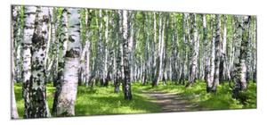 Obraz skleněný březový les - 52 x 60 cm