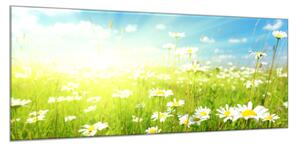 Obraz skleněný jarní louka kopretin se sluncem - 52 x 60 cm