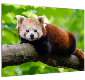 Skleněný obraz pandy červené (70x50 cm)