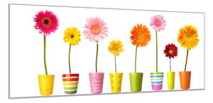 Obraz skleněný barevné gerbery v květináči - 30 x 60 cm