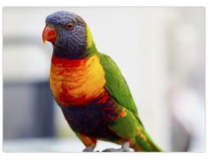 Skleněný obraz papouška (70x50 cm)
