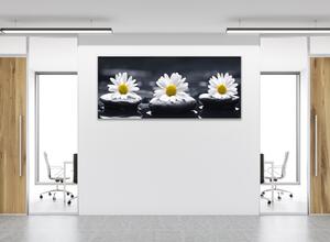 Obraz skleněný bílé kopretiny na černém kameni - 30 x 60 cm