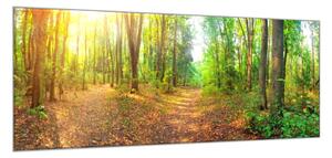 Obraz skleněný lesní pěšina - 40 x 60 cm