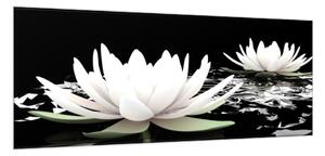 Obraz skleněný květ bílý leknín na hladině vody - 100 x 150 cm