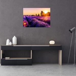 Skleněný obraz levandulového pole (70x50 cm)