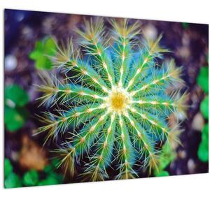 Skleněný obraz kaktusu (70x50 cm)