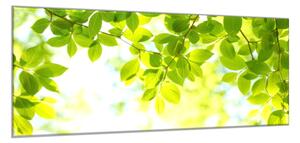 Obraz skleněný slunce mezi větvemi listí - 34 x 72 cm