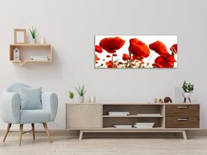 Obraz na zeď červené vlčí máky - 50 x 70 cm
