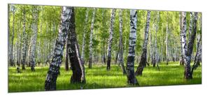 Obraz skleněný břízový les - 100 x 150 cm