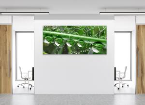 Obraz skleněný tráva a pavučina s rosou - 30 x 60 cm