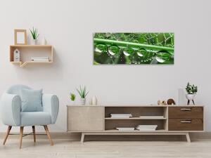 Obraz skleněný tráva a pavučina s rosou - 50 x 100 cm