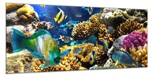 Obraz skleněný mořský svět, ryby a korály - 100 x 150 cm